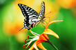butterfly and flower