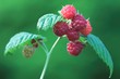 raspberries raspberries