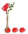lucky bamboo for lover
