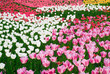 colorful dutch tulips against