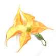 datura trompette datura trompette