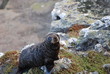 baby fur seal