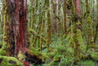 rainforest