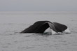 sperm whale