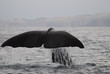 sperm whale