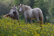 chevaux camarguais
