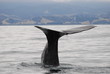 sperm whale
