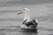 wandering albatros