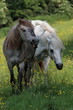 camarguais trottant