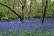 bluebells