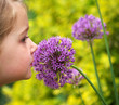 smelling allium