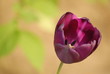 lila tulpe 2 lila tulpe 2