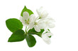 apple-tree blossom