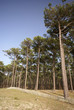 fôret de pins