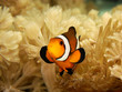 clownfish and anemone