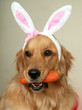 Easter bunny dog