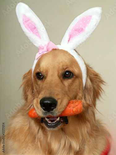 Foto: Easter bunny dog Easter bunny dog