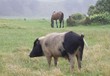 farm animals