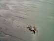 sand crab