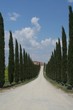 allee allee