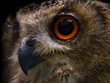 eagle owl