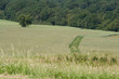 feld