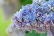 lilac blossoms branch