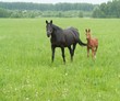 bay mare and foal