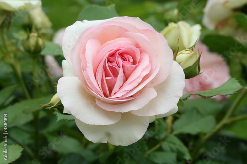 rose mit knospe rose mit knospe