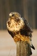 red tail