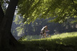 detente,velo, jardin anlagen, munich, allemagne