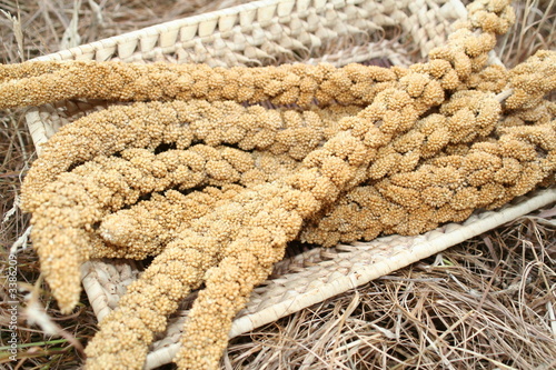grappe de millet