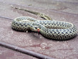 garter snake