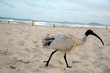 bird on beach