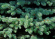 pine