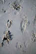 footprints
