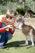 kangaroo love