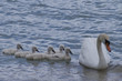 maman cygne avec sa progéniture