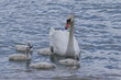 maman cygne avec sa progéniture