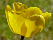 tulipe tulipe