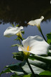 arum 6
