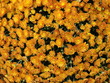 chrysanthème chrysanthème