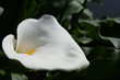 arum 7