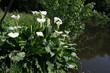 arum 8