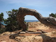 arbre à terre