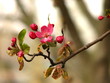 cherry blossom cherry blossom