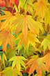maple leaves