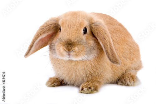brown-white bunny, isolated on white
