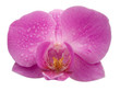 orchid with water drops