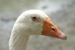 white goose